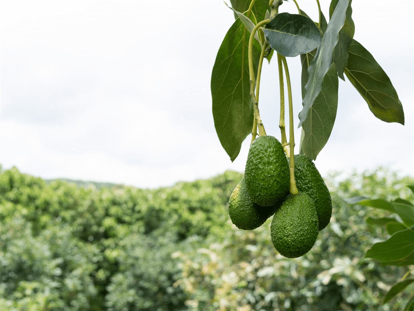 Hass avocados hanging from a branch over the groves