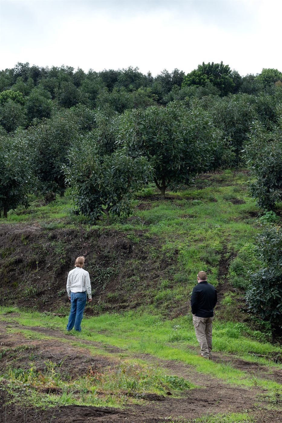 Two Gordian team members walking up through an avocado farm