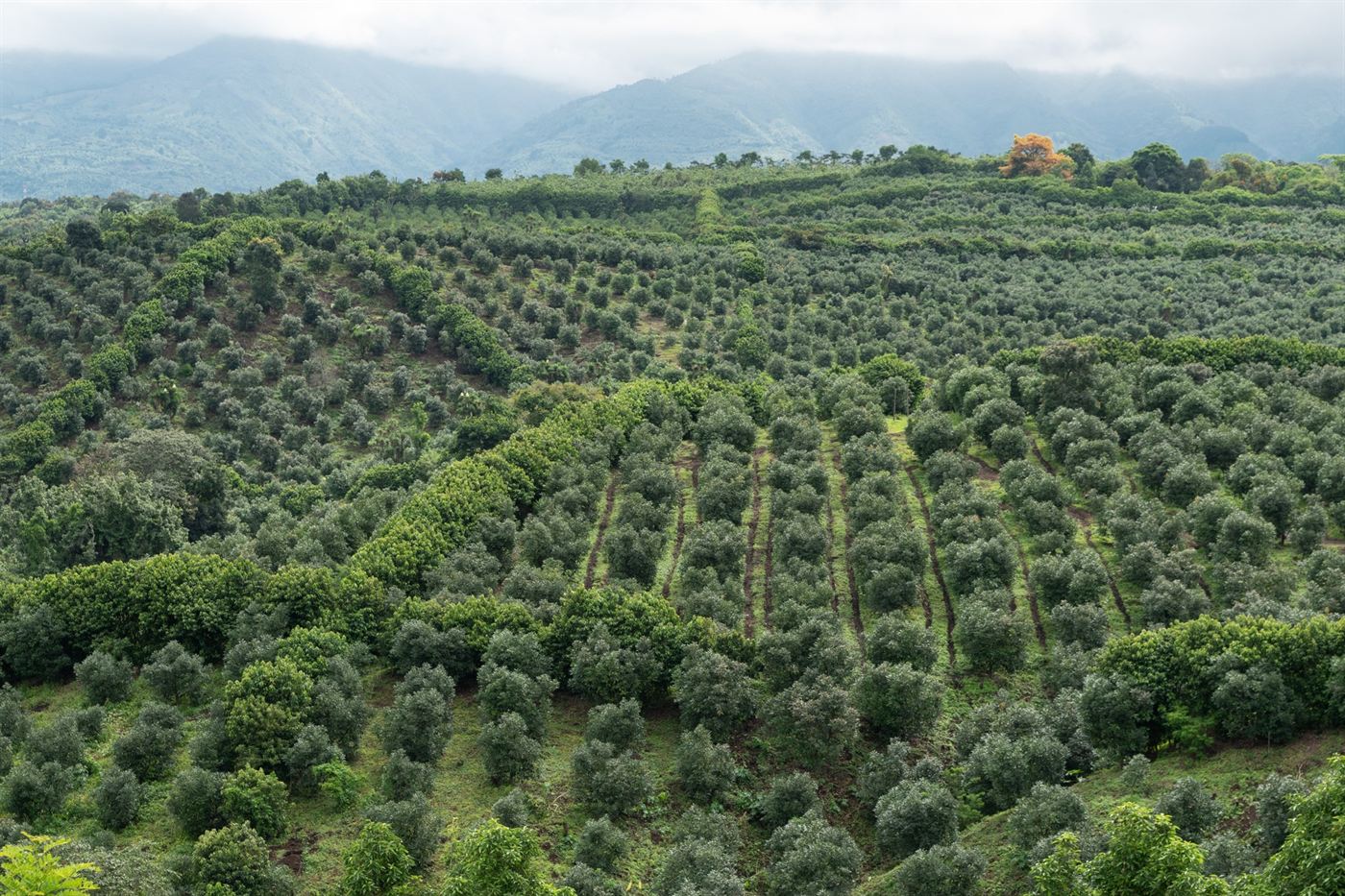 Rows of avocado trees spreading across the highlands