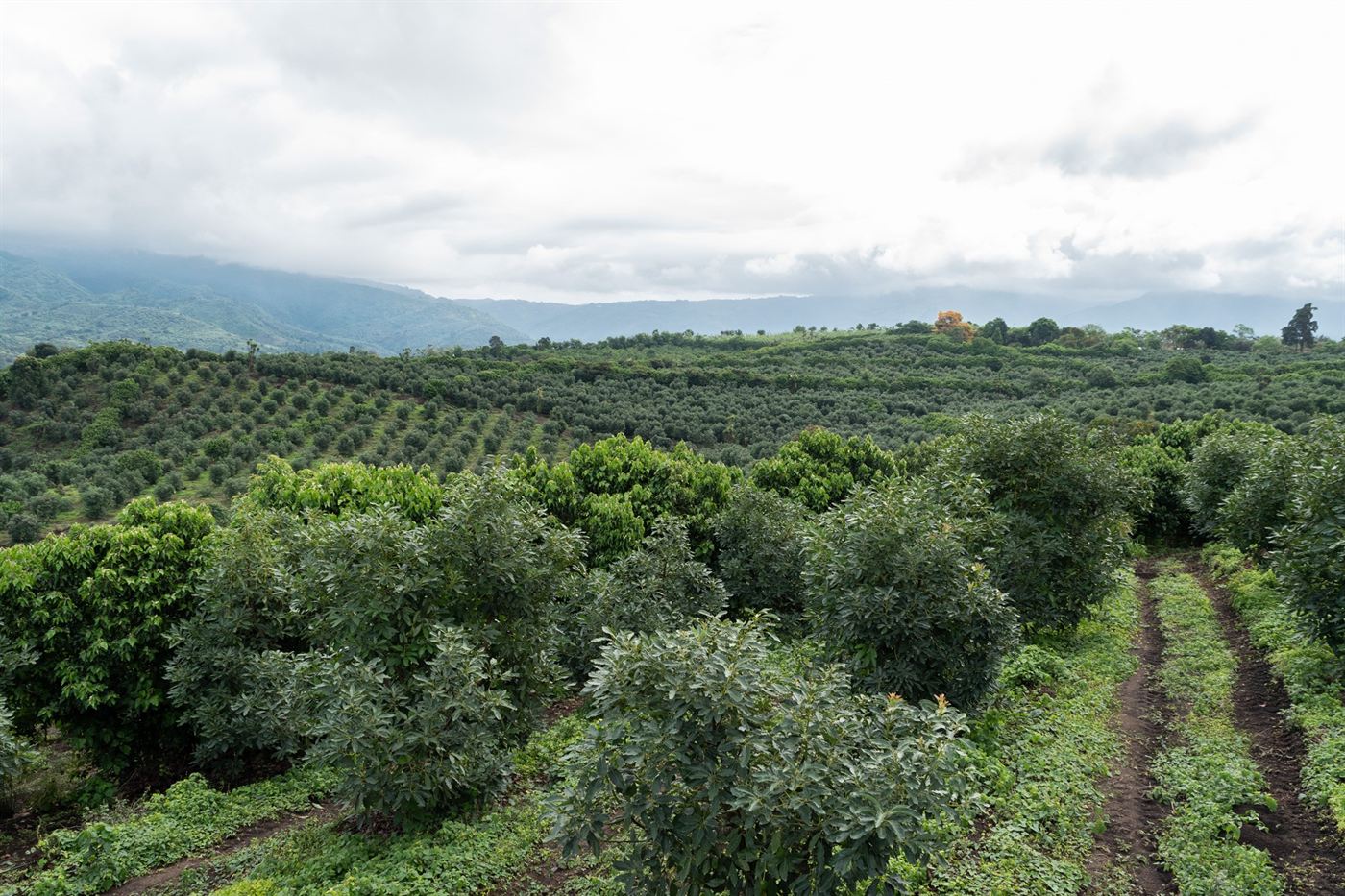 Avocado groves stretching to the mountains under a cloudy sky