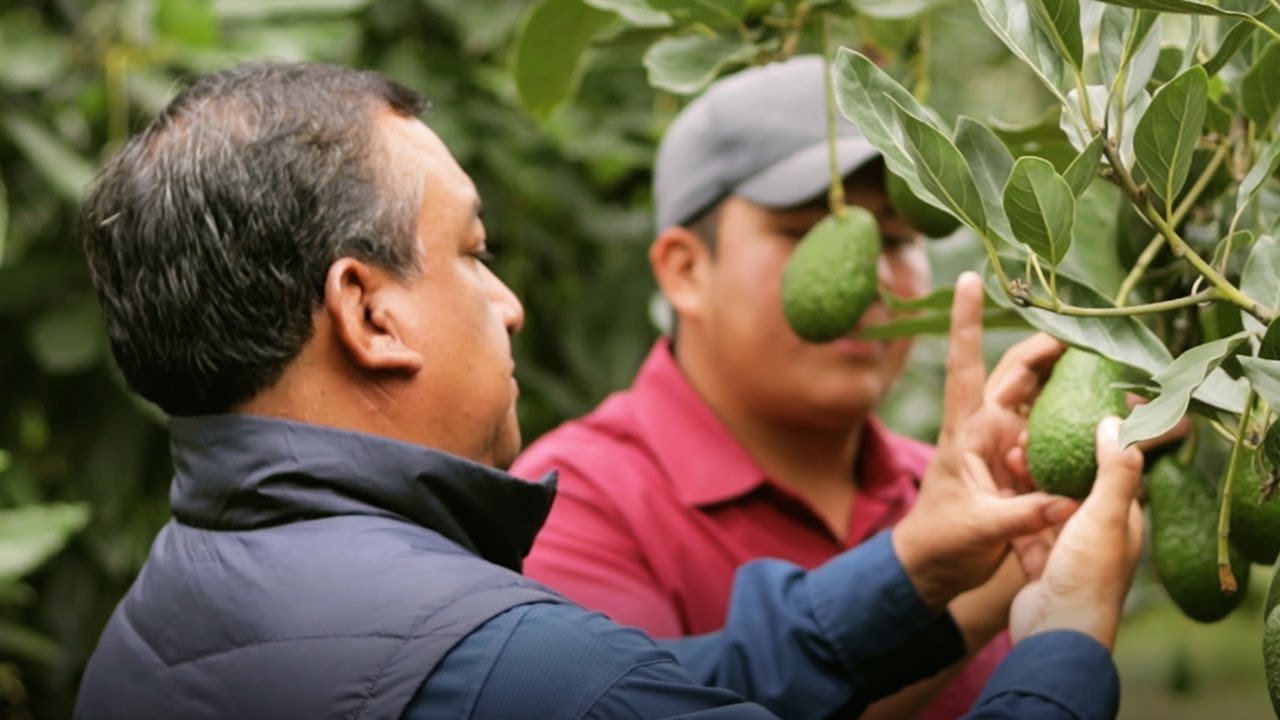 Two Gordian team members checking avocados on the tree