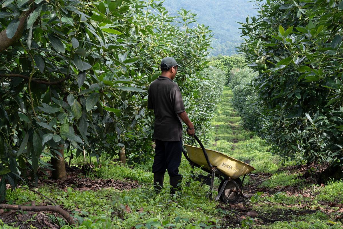 A worker pushing a wheelbarrow down a row of avocado trees