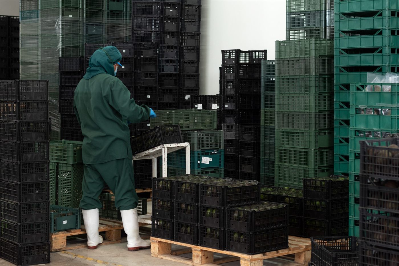 A worker in protective clothing stacking crates of avocados in the cold room