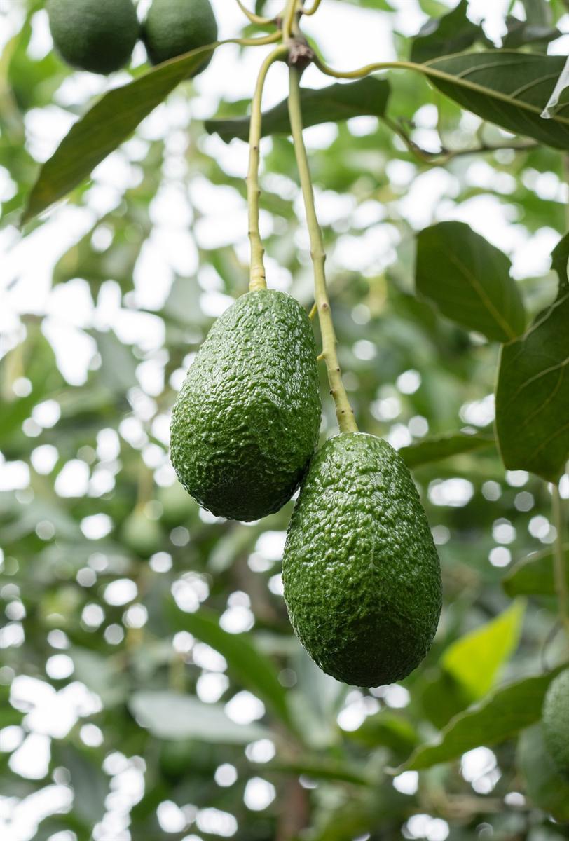 Two Hass avocados hanging from a branch against the light