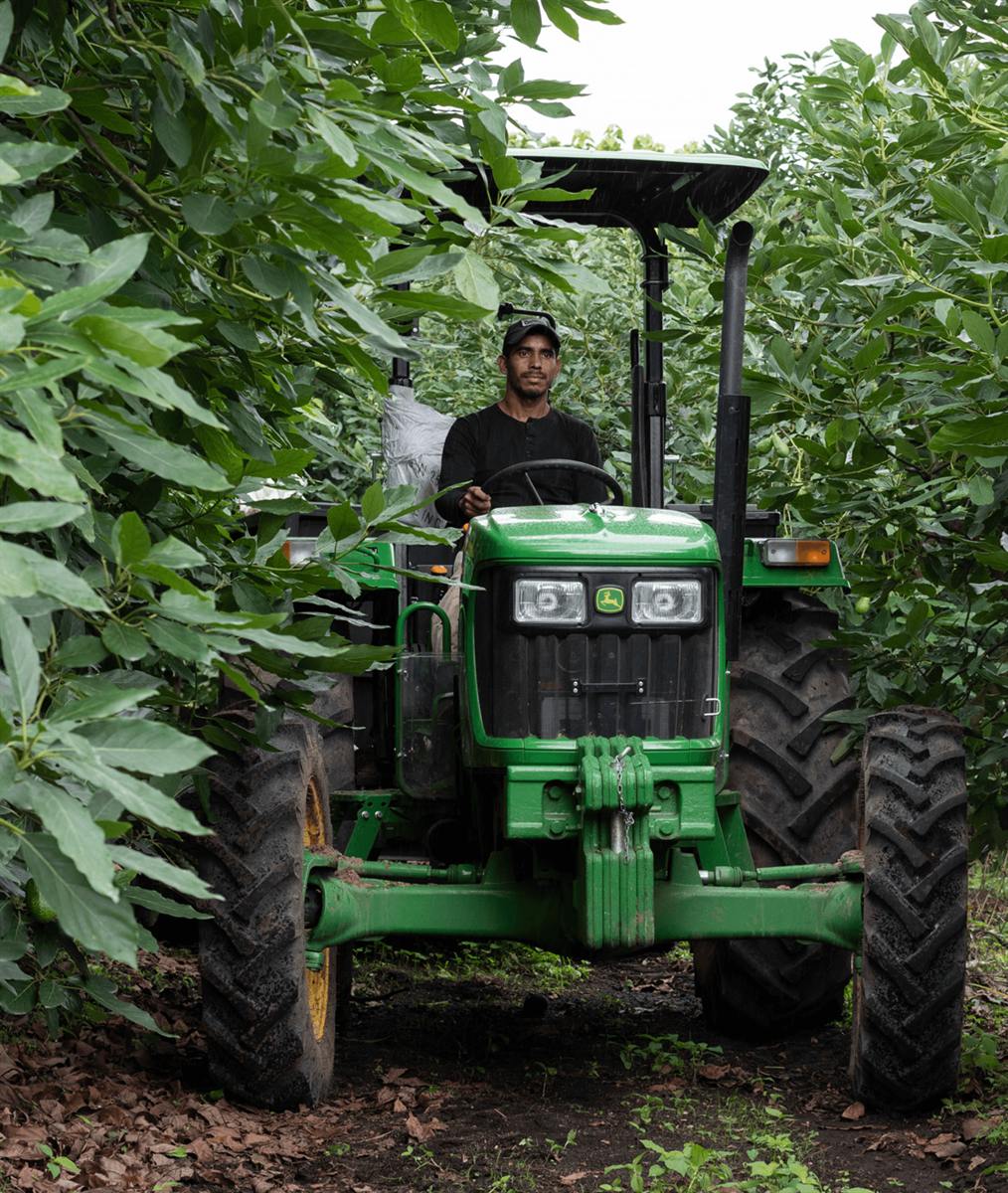 A Gordian worker driving a tractor between rows of avocado trees