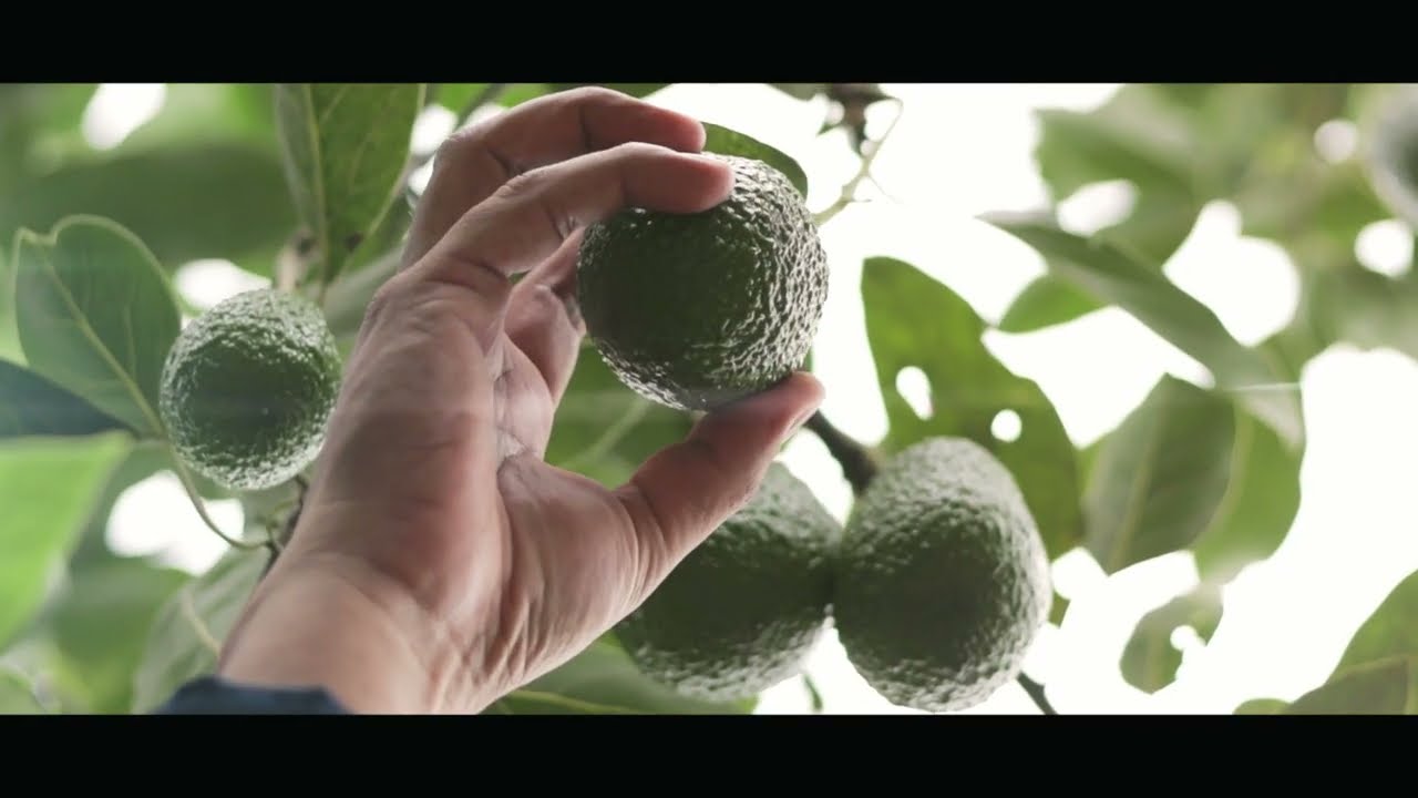 A hand checking an avocado still hanging on the tree