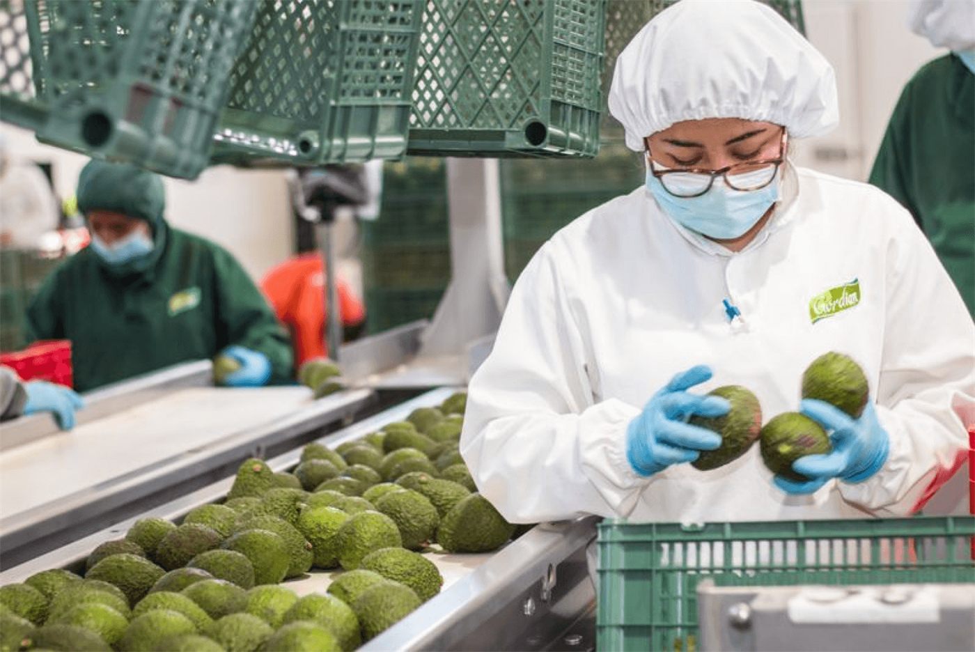 Workers in hairnets hand-sorting avocados into crates
