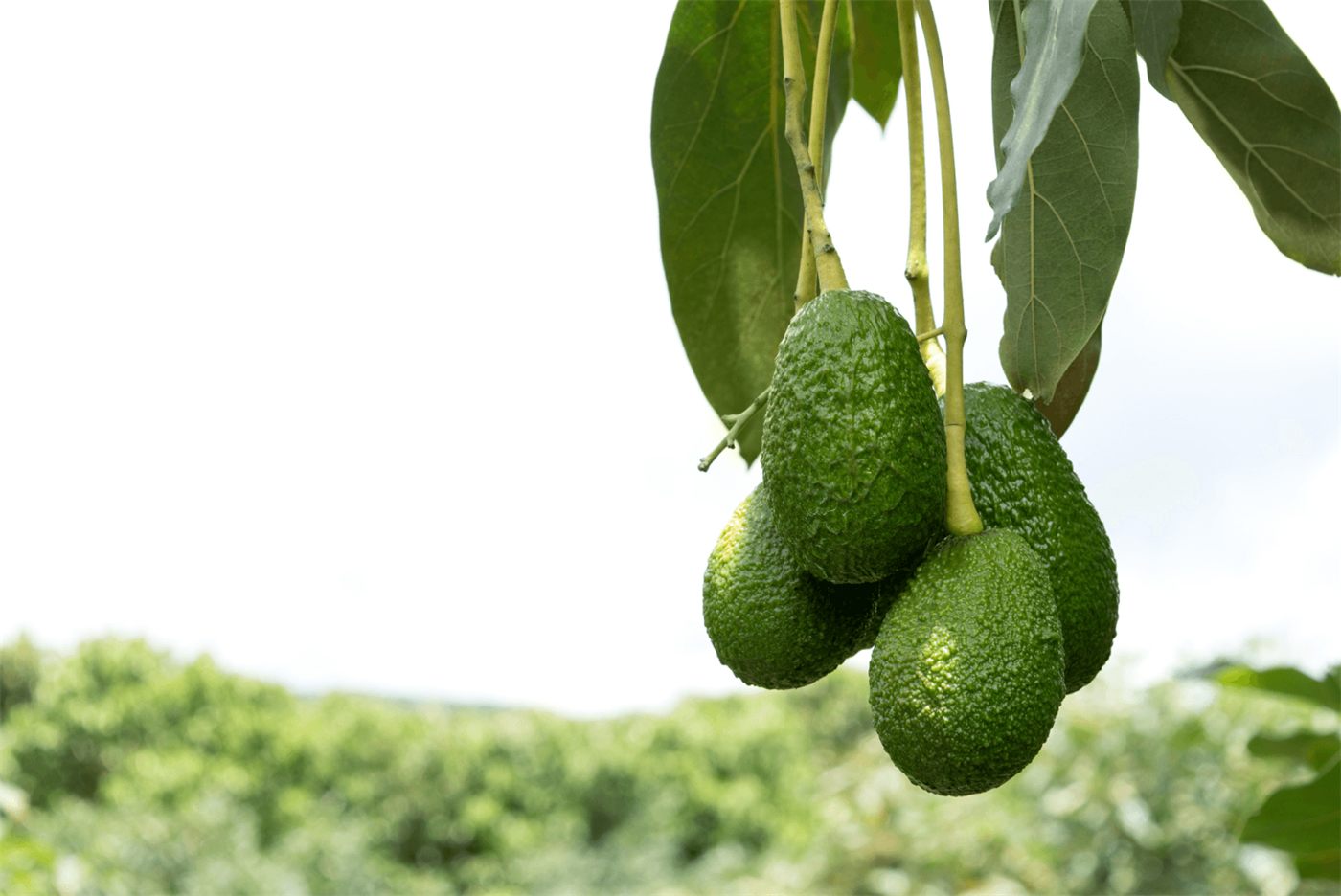 Avocados hanging from a branch over the groves