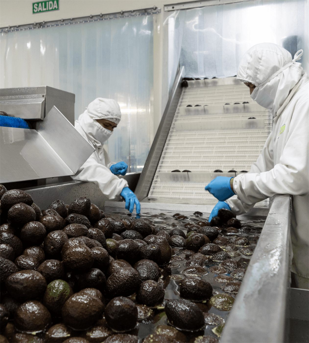 Workers grading harvested avocados as they come off the classifying machine