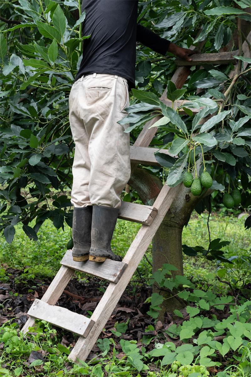 A picker reaching up to hand-pick an avocado off the tree