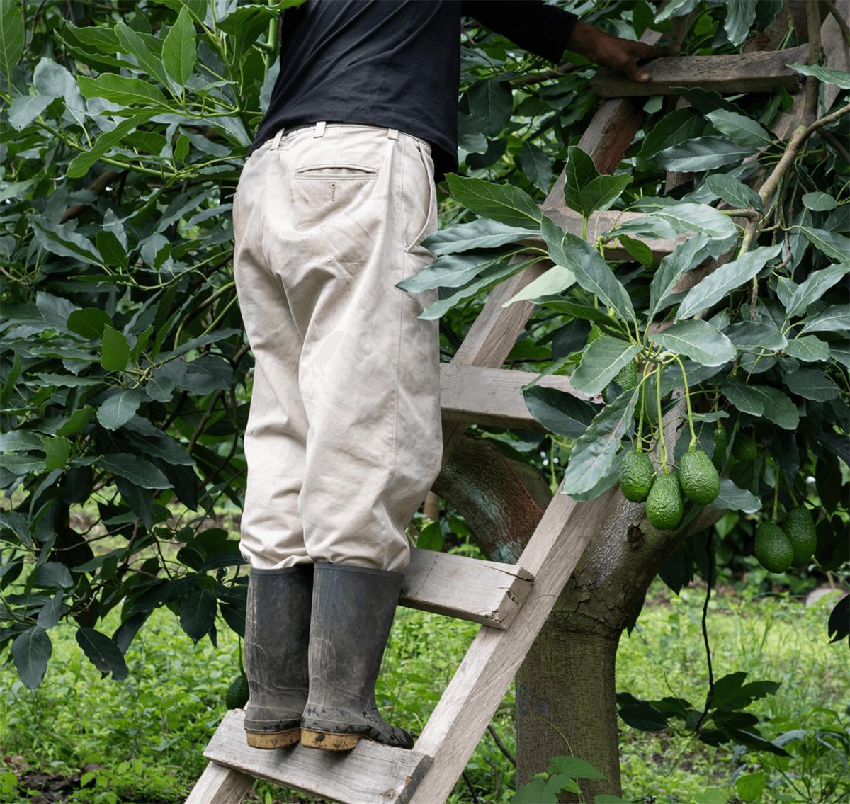 A worker up a wooden ladder tending an avocado tree