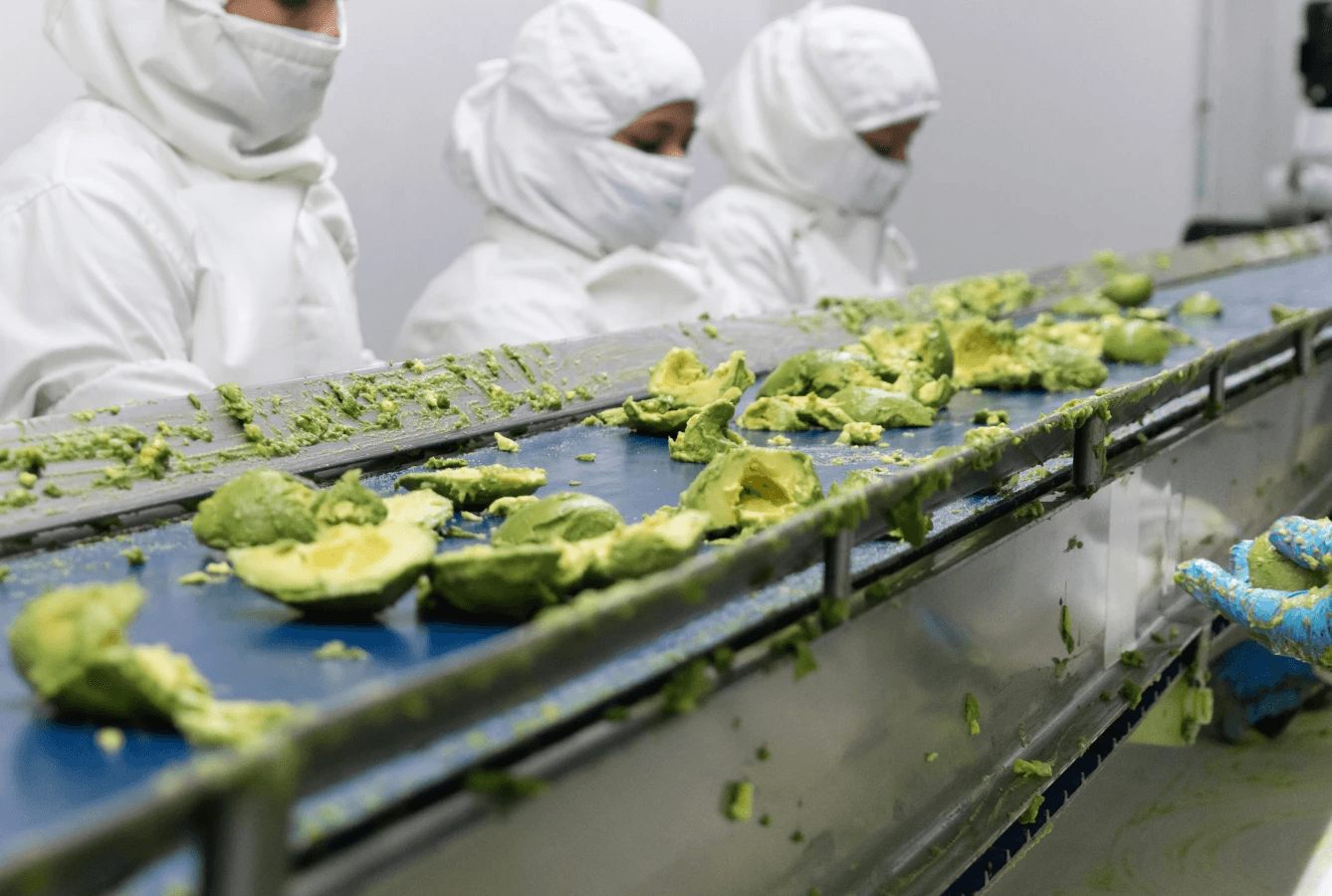 Peeled avocado halves travelling along the blue belt while three workers watch over the line