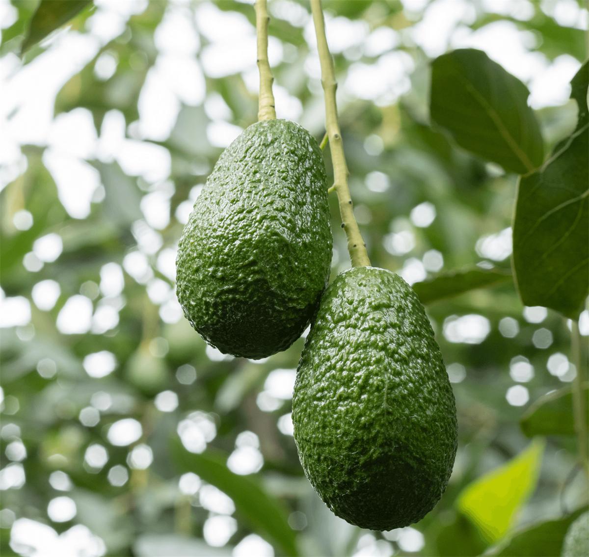 Two Hass avocados hanging from a branch
