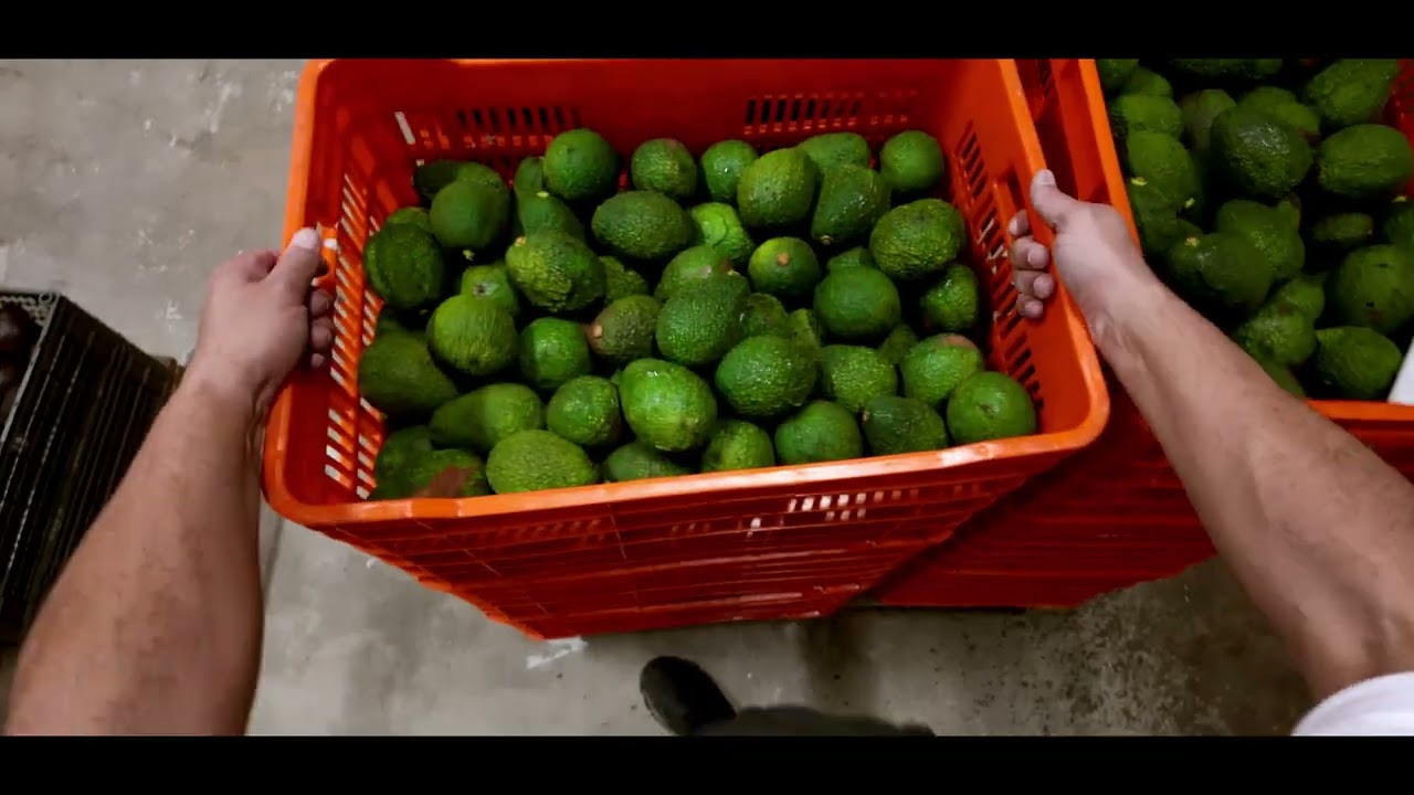 Hands lifting a crate of freshly harvested avocados