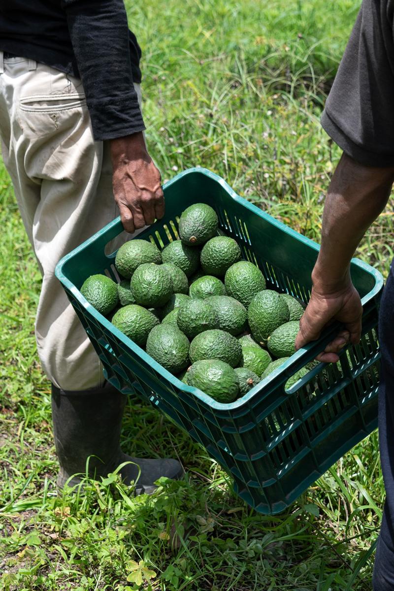 Two pairs of hands lifting a crate full of freshly picked Hass avocados