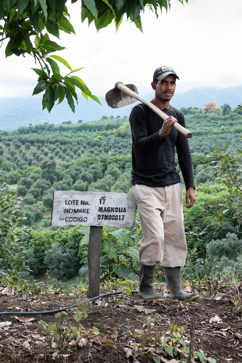A Gordian farmhand with a hoe over his shoulder, standing by a lot marker above the avocado groves